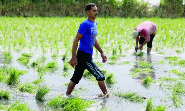 Petani Mesir Mengairi Ladangnya dari Rumah Lewat Aplikasi