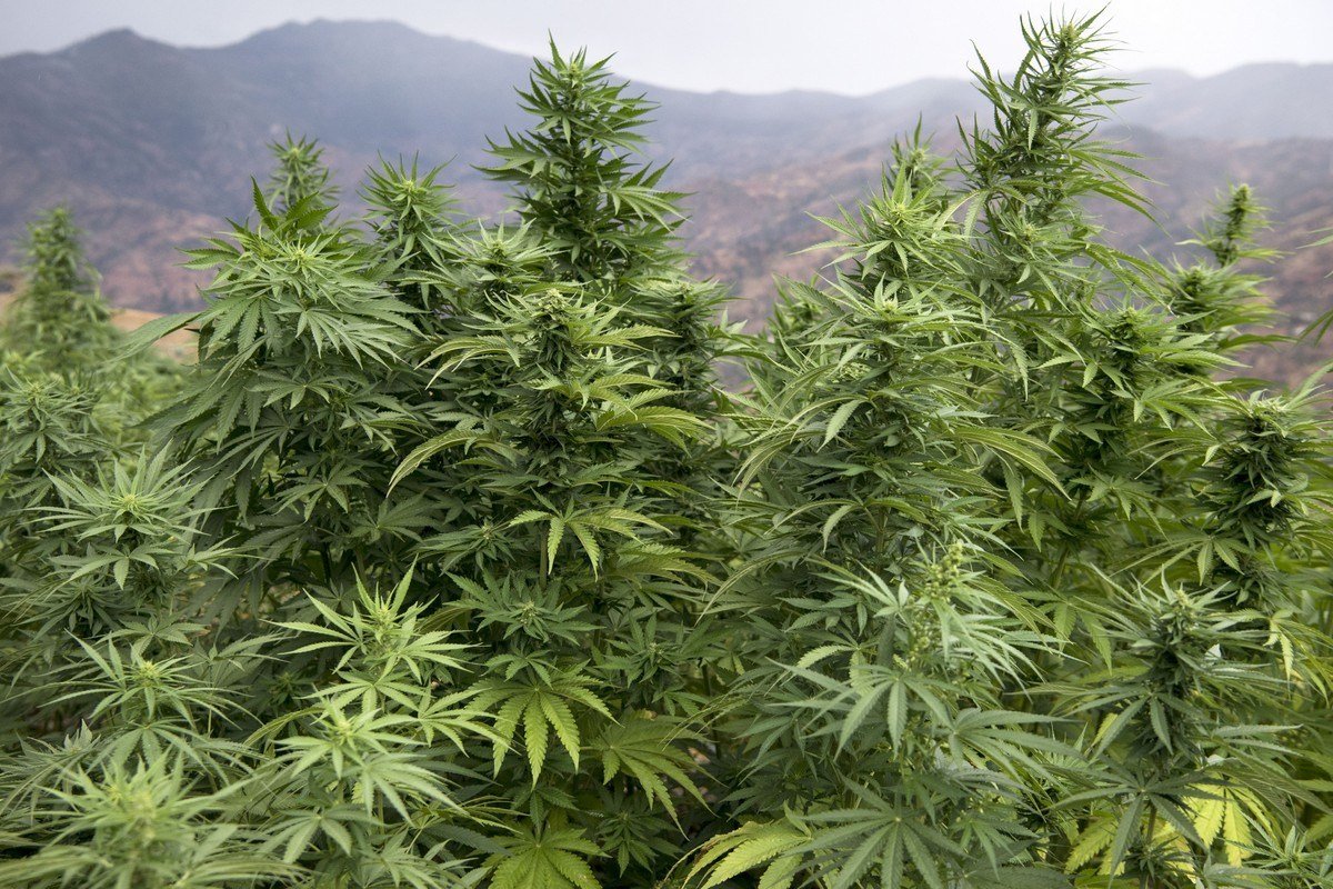 Selangkah Lagi Maroko akan Legalkan Ganja