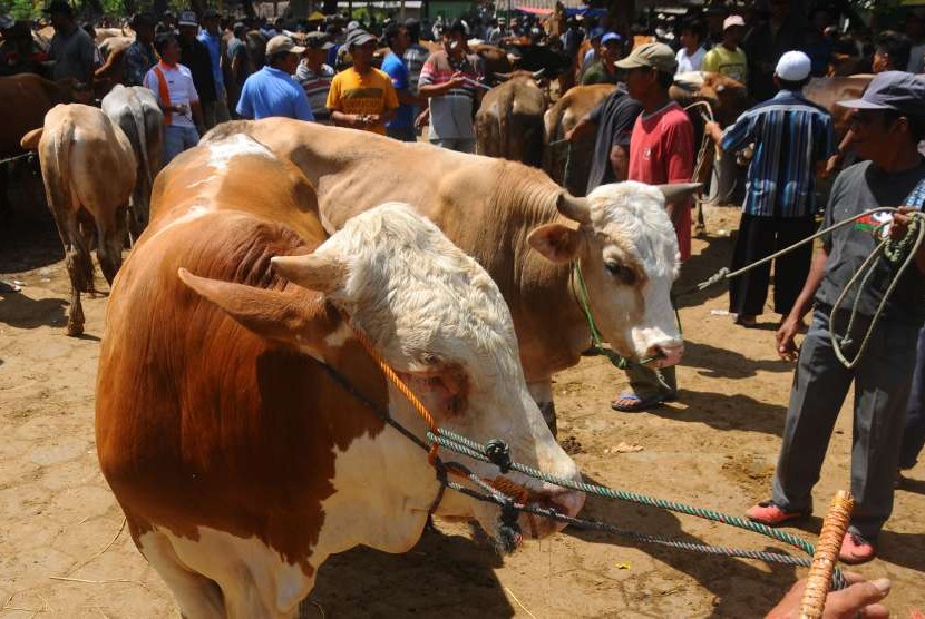 PMK Sedang Marak, MUI Imbau Tetap Semangat Berqurban